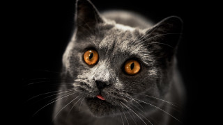 Orange eyed black cat moon - a white cat free wallpaper