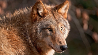 Wolf staring camera blurry background - a blurry background of leaves free wallpaper