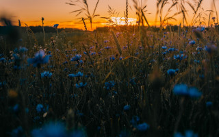 Blue flower sunset silhouette butterfly - blue flower free wallpaper for desktop