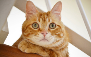 Sad cat on chair black - symmetrical free wallpaper