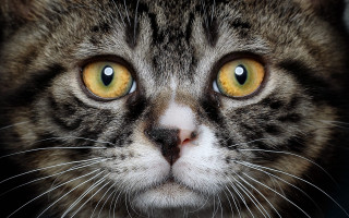 Cat yellow eyes serious closeup - symmetrical free wallpaper