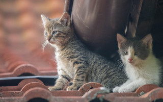 Cat kitten roof reflection puzzle - animal free wallpaper
