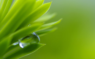 Water drop green leaf macro 7 - the leaf free wallpaper