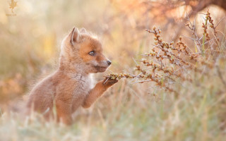 Small fox cub branch curious - curious free wallpaper