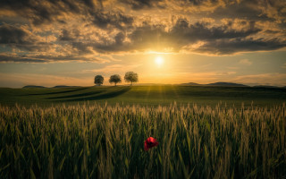 Red flower sunset field horizon - a photo free wallpaper