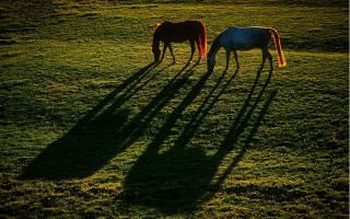 Grazing horses shadows field art - art brenner free wallpaper