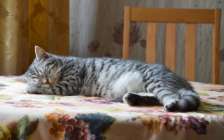 Cat sleeping flowertable chair peaceful - fedot sychkov free wallpaper
