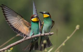 Birds on branch wings spread - one bird free wallpaper