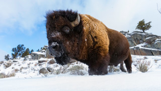 Bison snowy mountain forest wildlife - a sky background free wallpaper for desktop