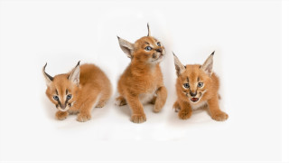 Three kittens white background blue 2 - a white background free wallpaper for desktop