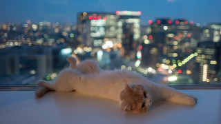 Cat window sill cityscape bokeh - cityscape free wallpaper