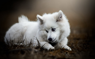 White dog grass field forest - top of a grass free wallpaper