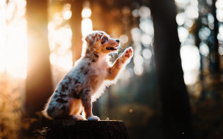 Dog sitting stump woods reaching - renaissance free wallpaper