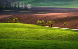 Green field trees dirt road - ferenc joachim free wallpaper