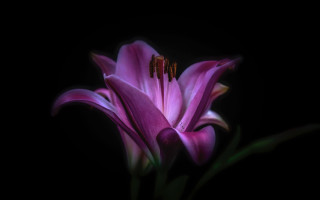 Purple flower black background home - ann thetis blacker free wallpaper