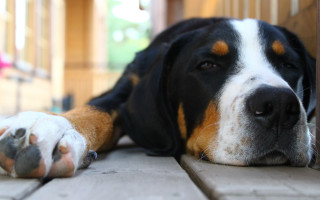 Dog fence paw pet shallow - his paw free wallpaper