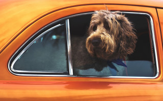 Dog bowtie car window orange - a car window free wallpaper