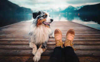 Dog dock feet mountain lake - a persons foot free wallpaper