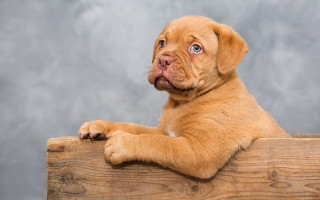 Puppy sitting wooden box sad - classical realism free wallpaper