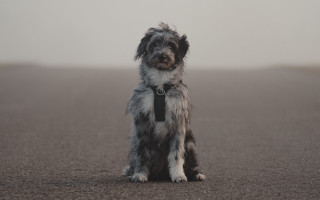 Dog fur collar tie foggy - a tie free wallpaper