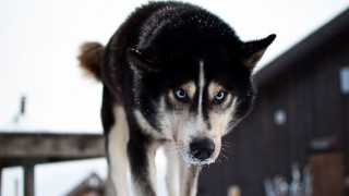 Husky snow deck blue eyes - caspar wolf free wallpaper