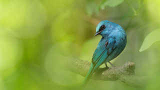 Blue bird branch green leaves 3 - a branch in a tree free wallpaper