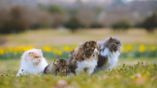 Cats flower field bokeh focus - an album cover free wallpaper