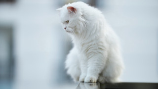 White cat table building camera - top of a table next free wallpaper