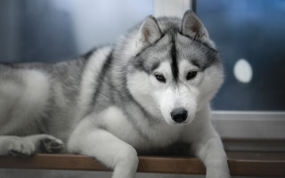 Husky window sill night moon - husky free wallpaper