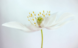 White flower yellow stamens macro 4 - anne rigney free wallpaper