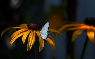 Blue butterfly yellow flower macro - a butterfly free wallpaper for desktop
