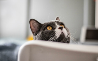 Cat eyes yellow patch ascii - dof free wallpaper