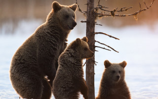 Three bears snowy tree outdoors - a snowy background free wallpaper