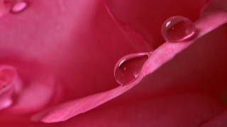 Pink flower water droplets macro 28 - dennis ashbaugh free wallpaper for desktop