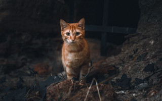 Curious cat rocky hillside animals - a rocky hillside free wallpaper