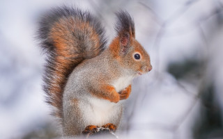 Squirrel snow branch curious animal - a branch in the snow free wallpaper