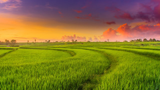 Green grass sunset clouds path - a path free wallpaper