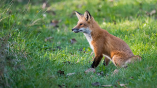 Fox grass bush blurry depth - primitivism free wallpaper