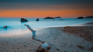 Tree branch beach sunset ocean - the sand free wallpaper
