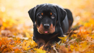 Dog leaves autumn bright light - a field of leaves free wallpaper
