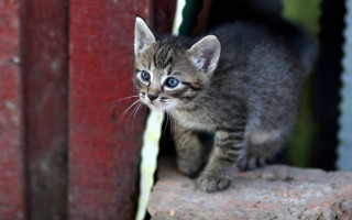 Curious kitten rock blue eyes - tiny free wallpaper