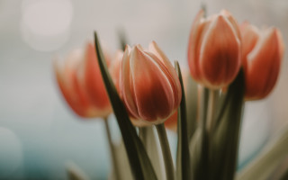 Flowers closeup blurry background shallow - a close up of a bunch free wallpaper