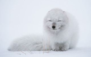White fox closed eyes snow - its eye free wallpaper