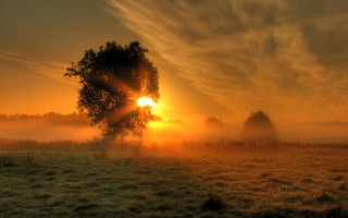 Sunrise tree fog clouds mountain - naturalism free wallpaper