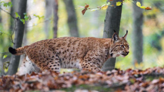 Lynx forest leaves blurry background - leaf and trees free wallpaper