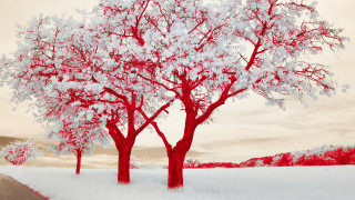 Two trees snow red sky - sky in the background free wallpaper