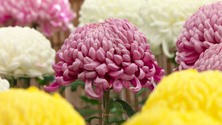 Flower field chorus shallow tilt - a field of flowers free wallpaper