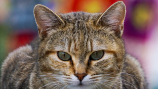 Cat green eyes shallow depth 2 - shallow free wallpaper for desktop