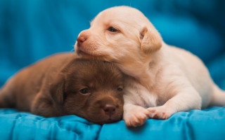 Puppies cuddle blue blanket blue - free dogs wallpaper