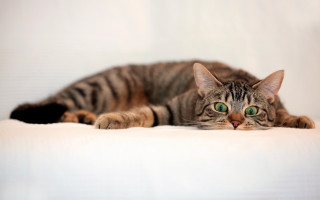 Black cat white surface green 2 - catrin g grosse free wallpaper